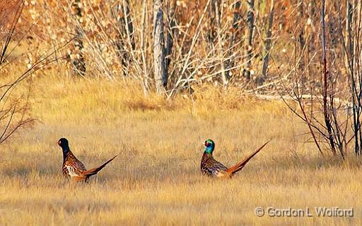 Two Pheasants_73485.jpg - Photographed in the Bosque del Apache National Wildlife Refuge near San Antonio, New Mexico USA. 